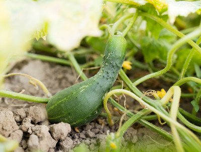 花园里植物上的绿色黄瓜