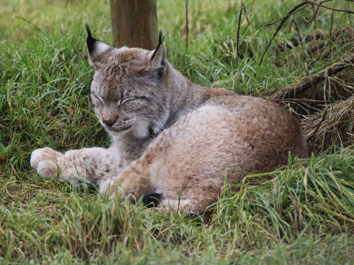 欧亚猞猁(lynx lynx)