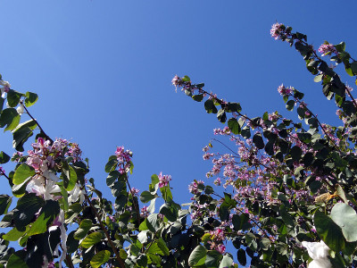 粉白色的花和天空