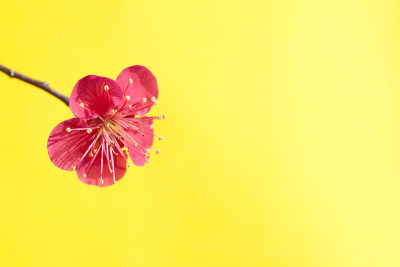 梅花