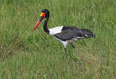 Saddlebill