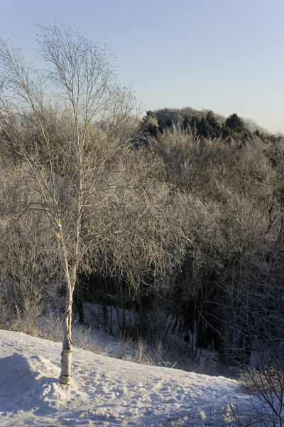 雪森林