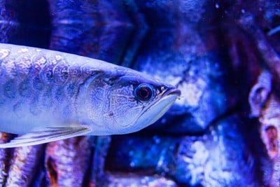 蜡染绿龙鱼在水族馆的近景