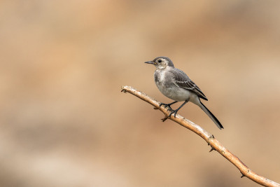 美丽的自然景观与白鹡尾(Motacilla alba)。