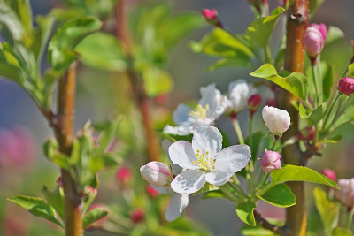 苹果