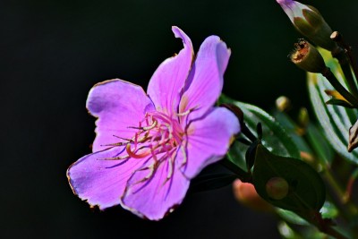美丽的花朵