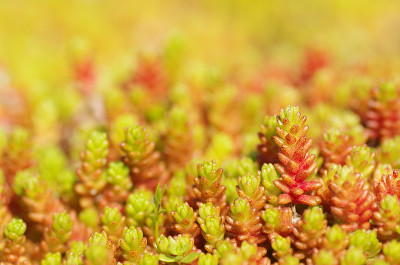 Sedum