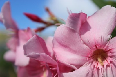 夹竹桃花的特写