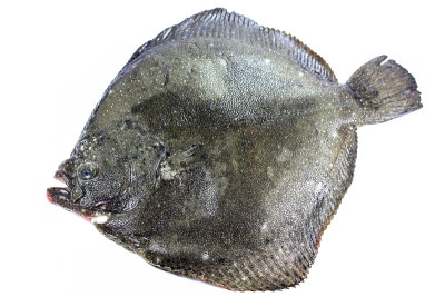 费什turbot