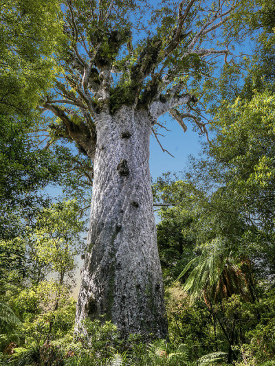 这是新西兰毛利语中著名的树，叫Tane Mahuta