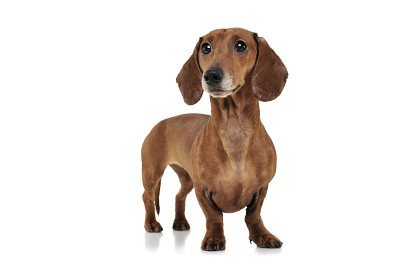 这是一只可爱的腊肠犬好奇地看着我