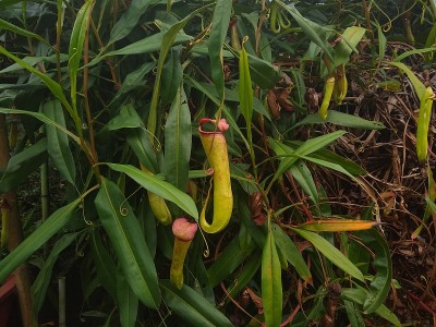 忘年猪笼草属肉食性植物或热带猪笼草