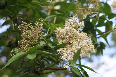 sambuus sieboldiana(日本红接骨木)花