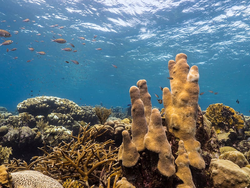 海景与柱珊瑚在绿松石水的珊瑚礁在加勒比海库拉索岛周围