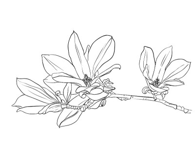 手绘木兰花