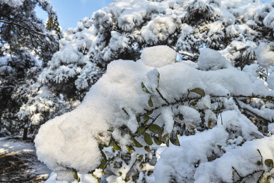 大雪落在树枝上