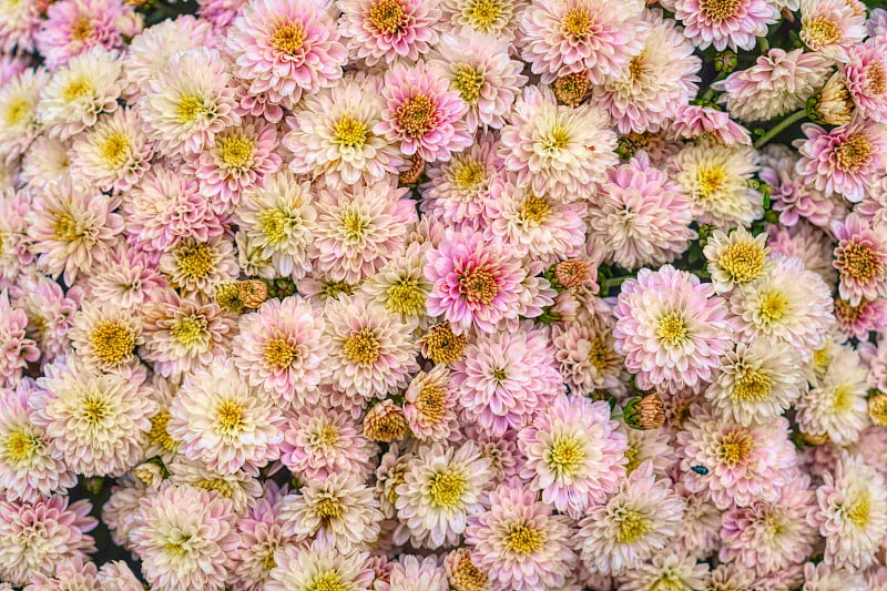 娇嫩粉红的秋菊，节日贺卡。秋天盛开的花园