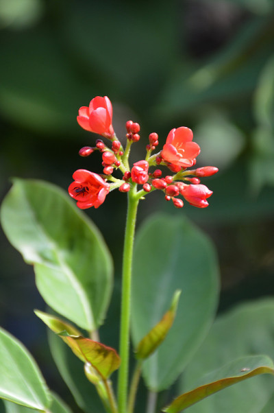 麻风树花