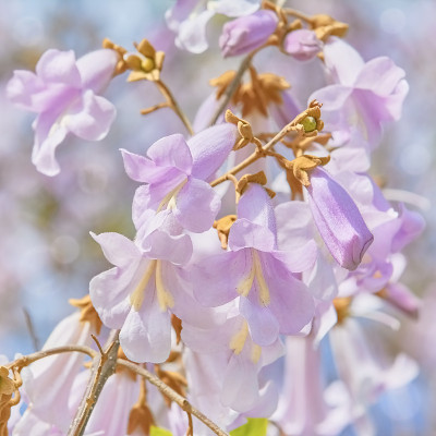 泡桐柳杉林花