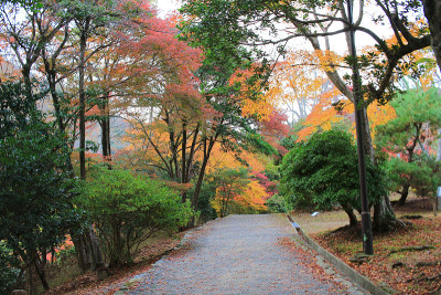 岚山秋叶