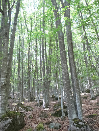 蒙特阿米亚塔