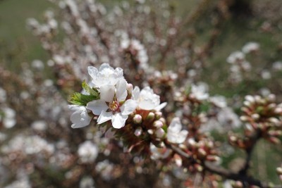 4月的绒毛樱的花和芽
