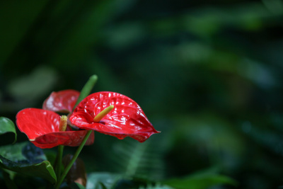 红掌花，又称火烈鸟百合