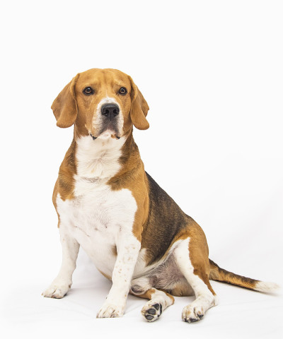 小猎犬狗肖像