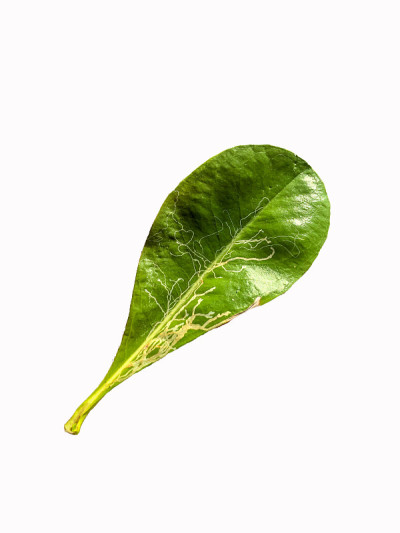 孤立在白色背景上热带叶