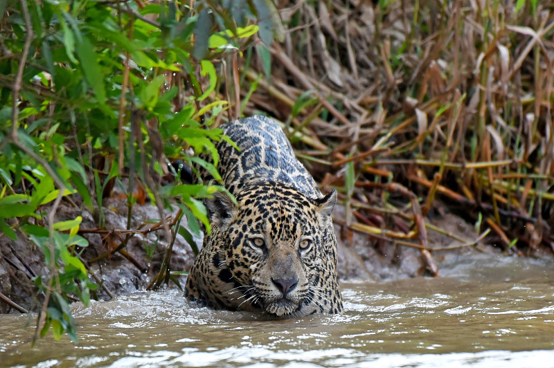 巴西潘塔纳尔库亚巴河沿岸猎豹(Panthera onca)