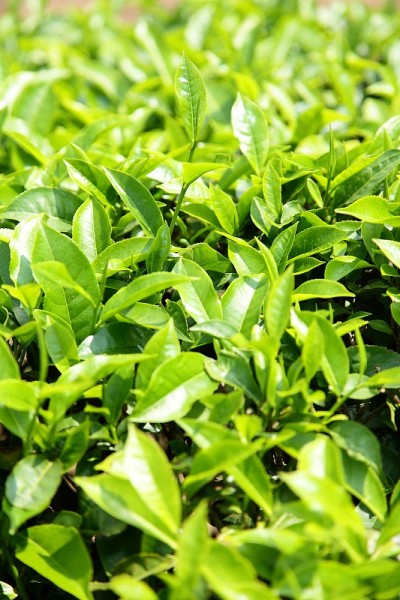 鲜绿茶种植园