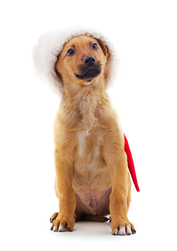 One dog in a Christmas hat.