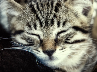 猫