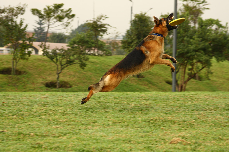 德国牧羊犬和飞盘