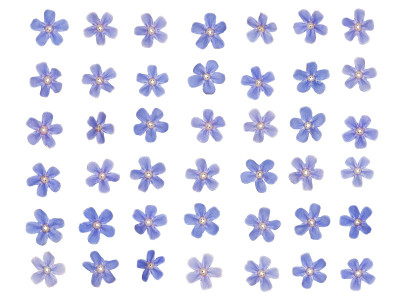 蓝色的花纹勿忘我