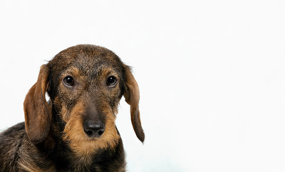 美丽的小猎犬小狗。狗肖像