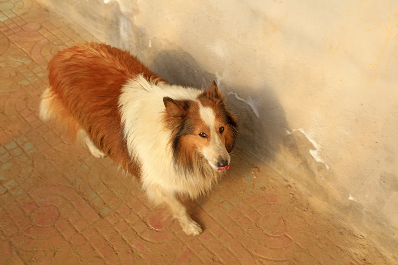 宠物狗苏格兰牧羊犬