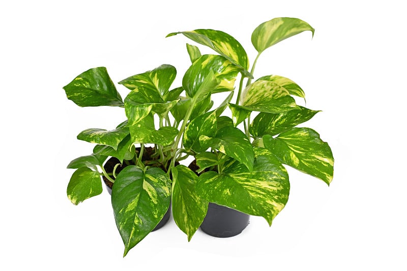 两株热带“Epipremnum Aureum Golden Pothos”室内植物位于白色背景的花盆