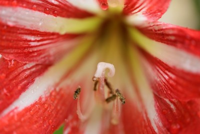 flower19141