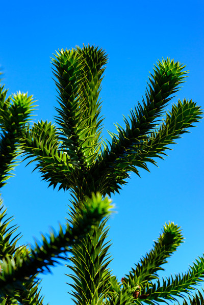 Araucaria araucana