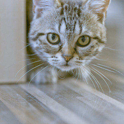 猫