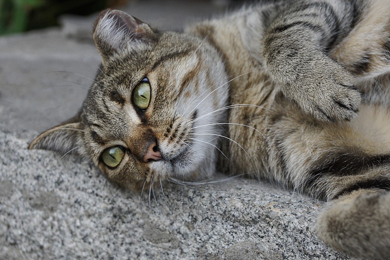 一只长着绿色眼睛的大虎斑猫