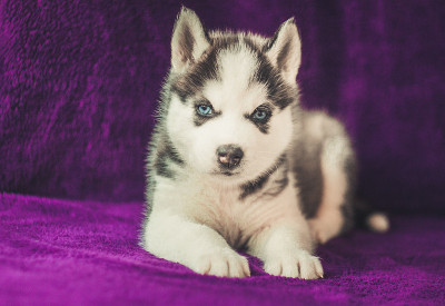 西伯利亚Huskie