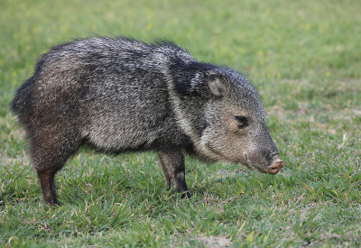 羽衣pecary或Javelina