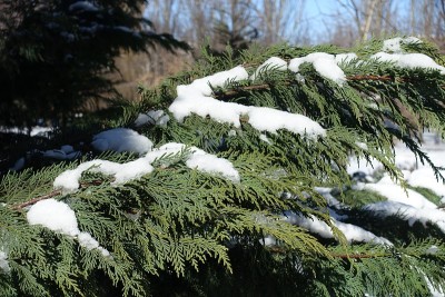 奥福德港雪松的常绿树叶在冬天被雪覆盖