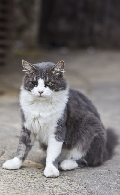 家猫