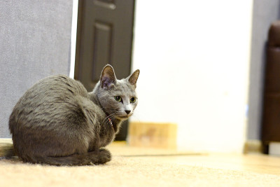 一只俄罗斯蓝猫躺在地板上