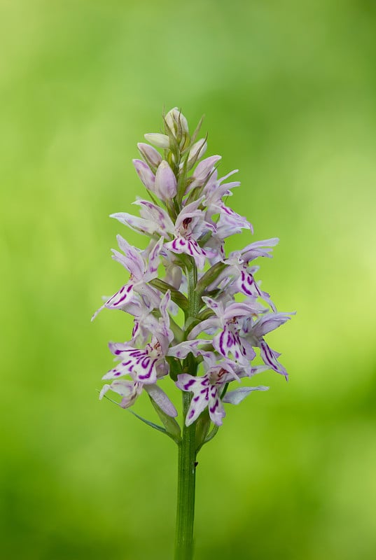 花兰(dactylorhiza fuchsii)