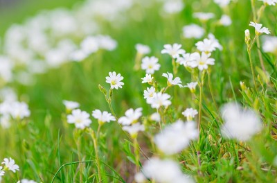 盛开的白花小鸡花