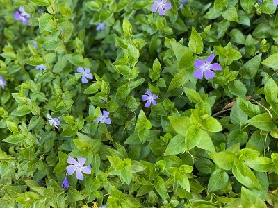 长春花在早春，紫色的花